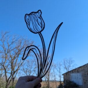 Tulipe